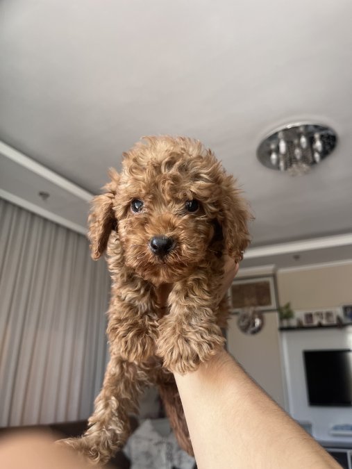 Güzeller Güzeli Toy Poodle Yavrularımız Yeni Yuvasını Arıyor