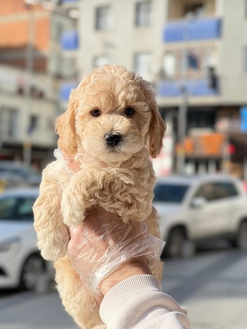 KAHVE TONLU  MALTİPO CİNSİ YAVRULAR