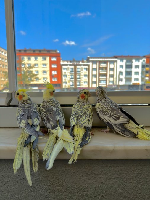 Ev Üretimi Sultan Papağanı Yavruları | 5 Aylık & 3 Aylık