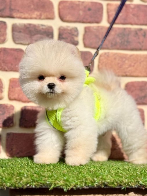 Safkan Pomeranian Boo Yavrularımız