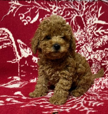 Tooy poodle cinsi yavrular DİŞİ erkek mevcuttur