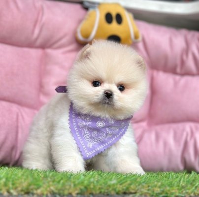 Safkan Pomeranian Boo Yavrularımız