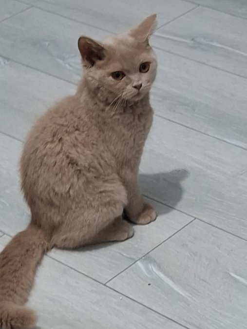 ÇOK MİNNOŞ BRİTİSH GÜZEL BİR YUVA ARIYOR.