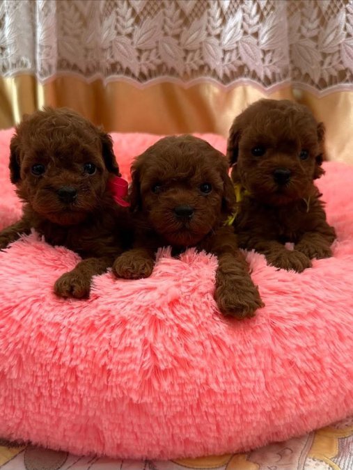 Toy Poodle Kore Bebeklerimiz