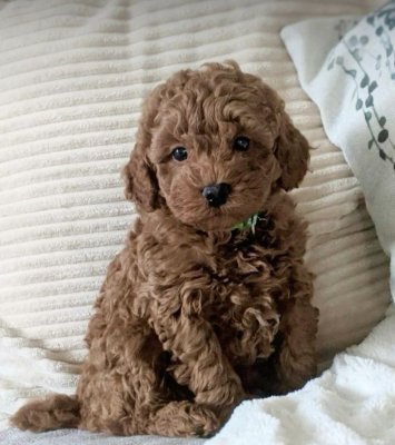 Mini boy puppy kıpkırmızı ev üretimi  TOOY POODLE