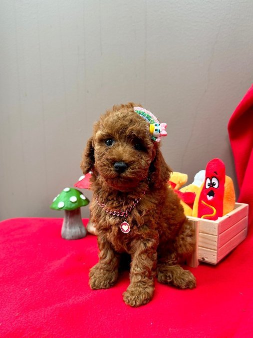 Safkan Toy Poodle Yavrularımız