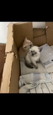 45 günlük british Shorthair