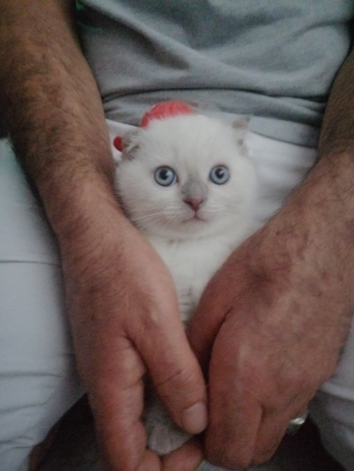 Pamuk gibi oğluma yuva arıyoruz