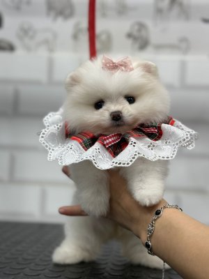 AYI SURATLI EVCİL BEBEKLER MİNİ PUPPY BOY POMERRİAN BOO