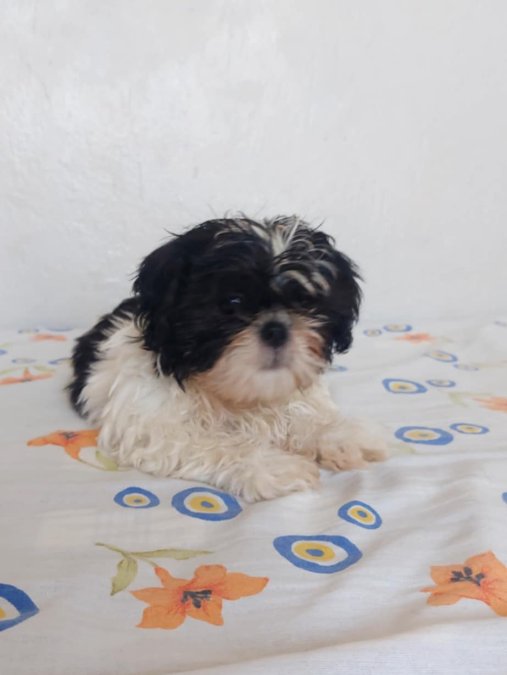 Anne Baba Yanında Büyüyen Safkan Shihtzu Yavruları