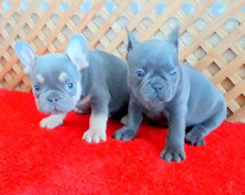 BLUE QUAD ERKEK YAVRUMUZ