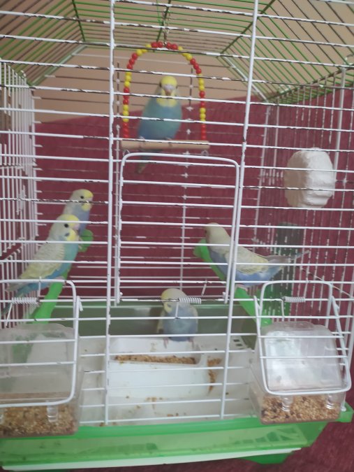 Rainbow güzel renkli ev ortamında yetişen yavru muhabbet kuşları