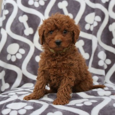 Mini boy puppy kıpkırmızı ev üretimi  TOOY POODLE