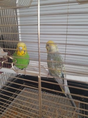 KAÇIRMAYIN DERİM! İki Kez Kuluçka Alınmış Takım Muhabbet Kuşları