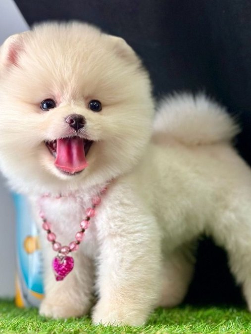 Safkan Pomeranian Boo Yavrularımız