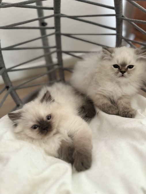 British Longhair Yavru Kediler Acil