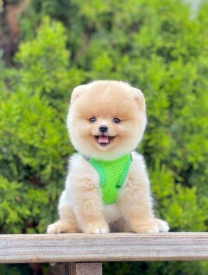 Safkan Pomeranian Boo Yavrularımız