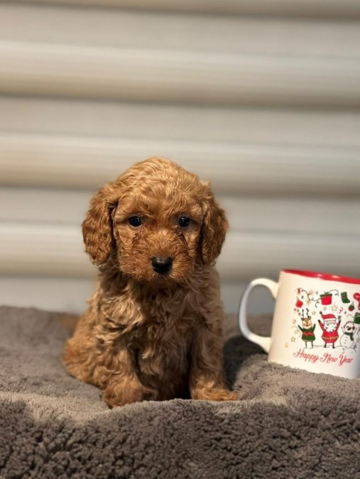 Mini boy puppy kıpkırmızı ev üretimi  TOOY POODLE