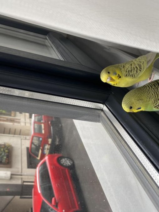 Çift Muhabbet Kuşu