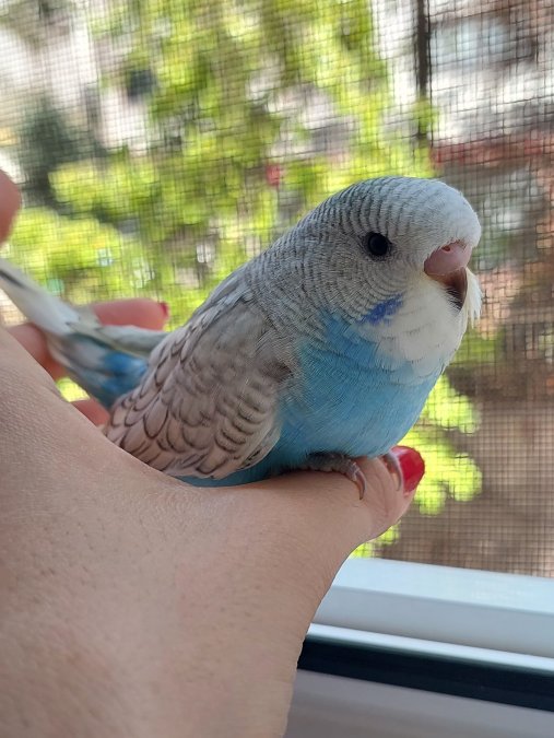 ÖĞRETMENDEN EVDE BESLENEN YAVRU MUHABBET KUŞLARI