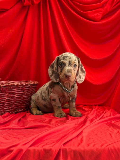 Safkan Dachshund Yavrularımız