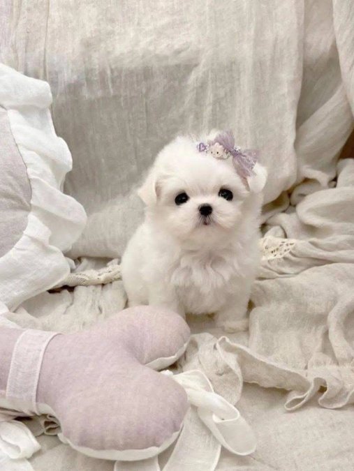 Maltese Terrier En Minik Boy Yavrularımız