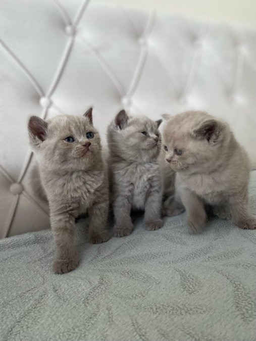 Ayı surat top kafa orjinal brdihş yavrular