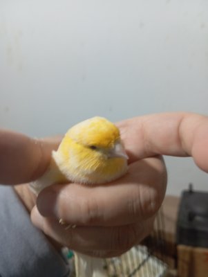 Hazır takım kanarya tekleme kuşlar