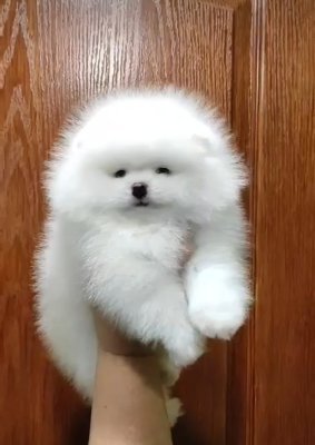 AYI SURATLI EVCİLBEBEKLER MİNİ PUPPY BOY POMERRİAN BOO