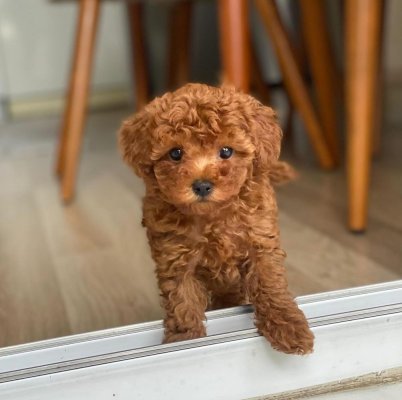 Tooy poodle cinsi yavrular DİŞİ erkek mevcuttur