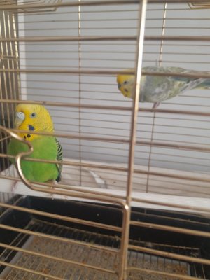 KAÇIRMAYIN DERİM! İKİ KEZ KULUÇKA ALINMIŞ MUHABBET KUŞU TAKIMI