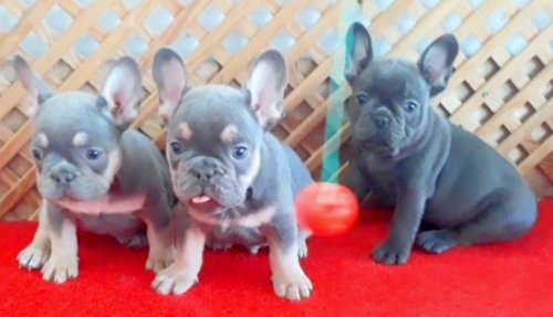 BLUE QUAD ERKEK MİCRO YAVRUMUZ İZMİR
