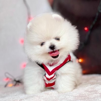 Pomeranian Boo Teddy Bear – Eğitimli & Aşılı Mini Yavrular