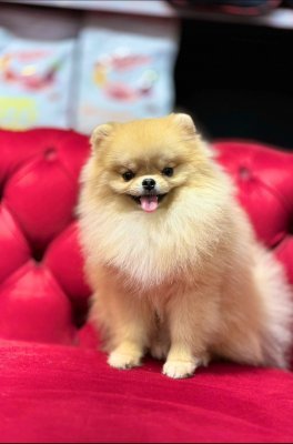 AYI SURATLI EVCİLBEBEKLER MİNİ PUPPY BOY POMERRİAN BOO