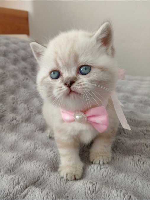 Güzel gözlü British Shorthair yavrular