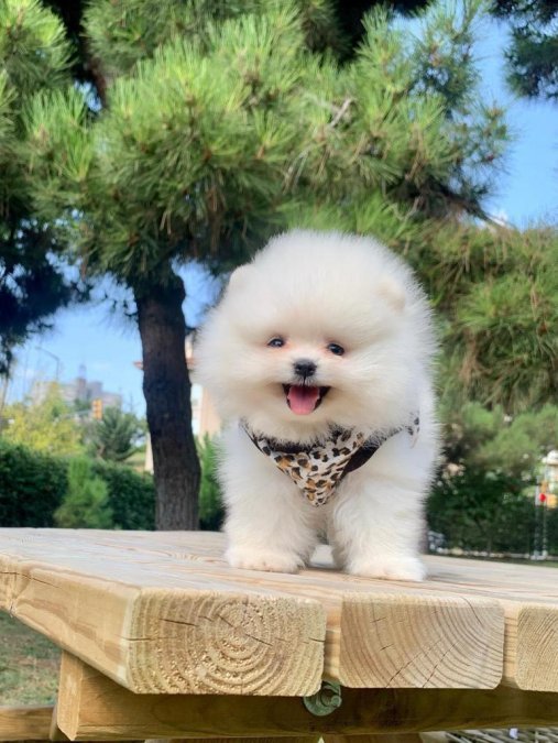 Safkan Pomeranian Boo Yavrularımız