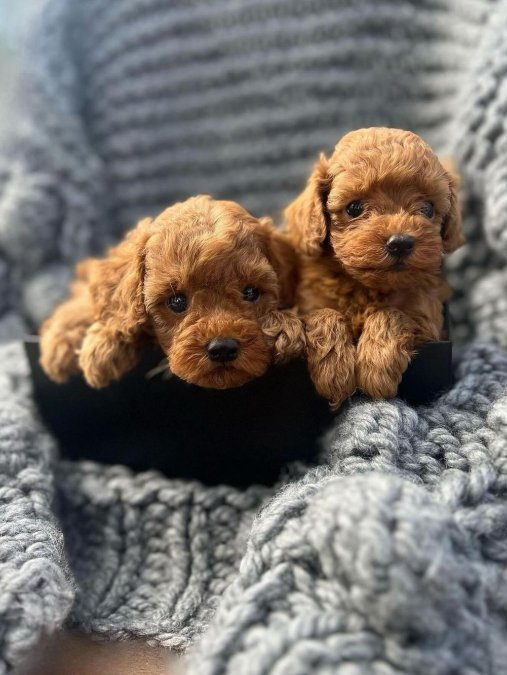 SEVİMLİ MİNİK POODLE BEBEKLERİM