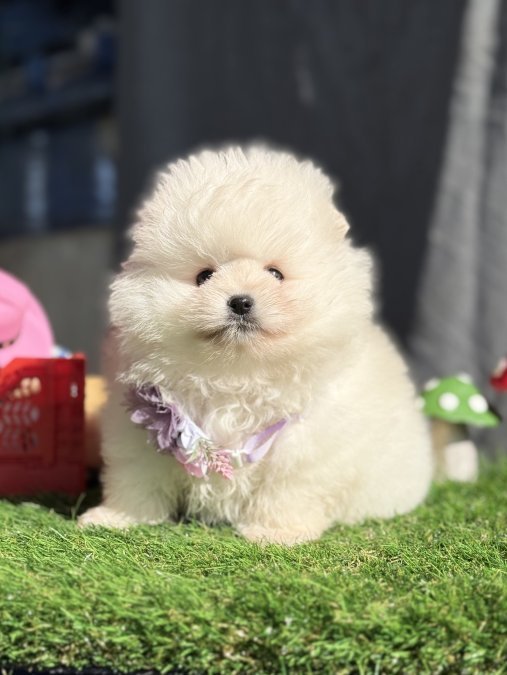 Pomeranian Boo Garantili Yavrularımız