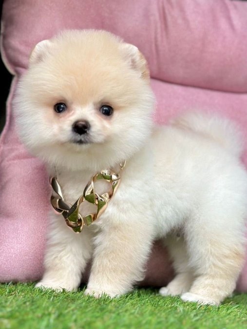 Sevimli Pomeranian Boo Yavrularımız