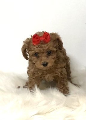 Mini boy puppy kıpkırmızı ev üretimi  TOOY POODLE