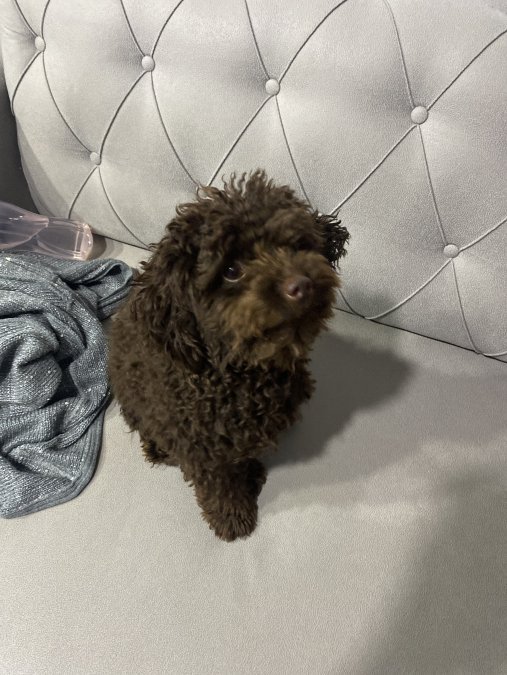 8 aylık Toy poodle