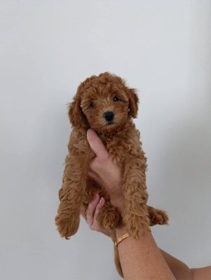 Tooy poodle cinsi yavrular DİŞİ erkek mevcuttur