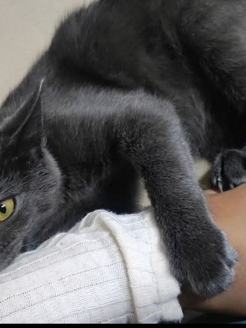 5.5 aylık Russian blue