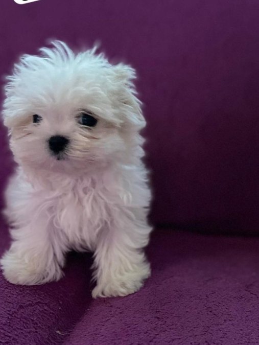 Maltesse terrier mini puppy boy yavrular
