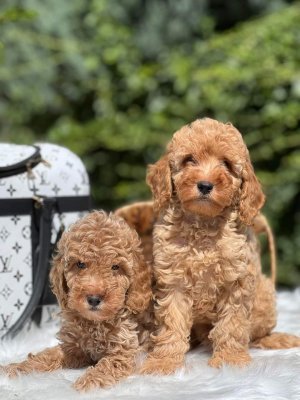 Mini boy puppy kıpkırmızı ev üretimi  TOOY POODLE