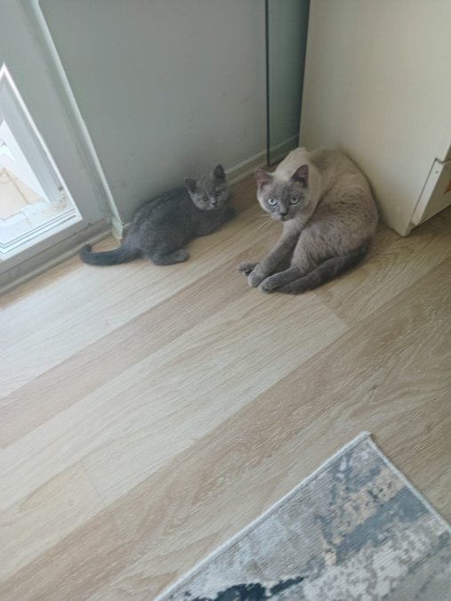 Kedilerimiz çok tatlı yeni yuvalarını bekliyor.
