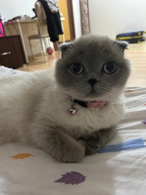 İki pamuk yüzlü kedimi sahiplendirme