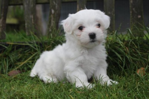 Maltesse terrier mini puppy boy yavrular