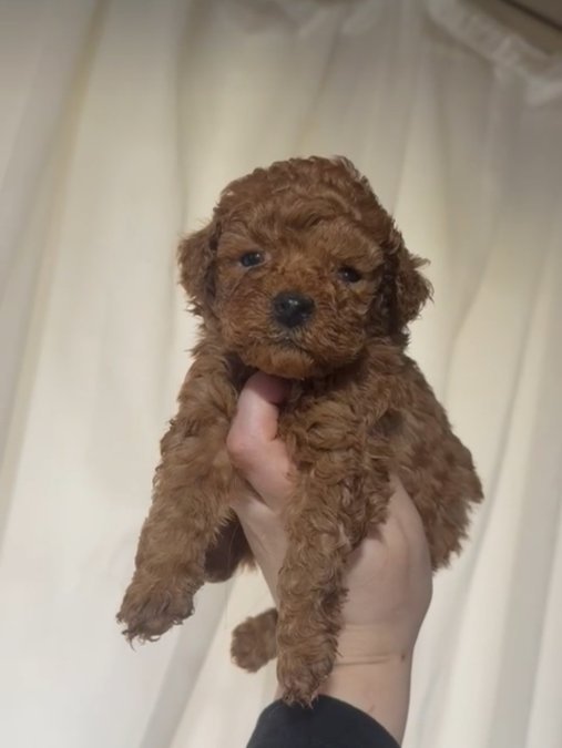 Tooy poodle cinsi yavrular DİŞİ erkek mevcuttur