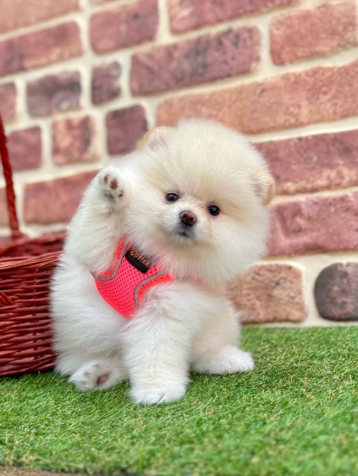 Pomeranian Boo gerçek Ayi surat yavrularımız